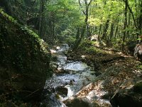 GR, Kentrikí Makedhonía, Sindiki, Ano Porroia 11, Saxifraga-Dirk Hilbers