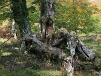 GR, Kentrikí Makedhonía, Sindiki, Ano Porroia 25, Saxifraga-Dirk Hilbers