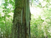 LV, Ventspils novads, Moricsala nature reserve 3, Saxifraga-National Botanical Garden of Latvia