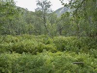 N, Nordland, Vagan, Djeveldalen 7, Saxifraga-Willem van Kruijsbergen