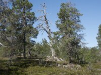 N, Troms, Senja, Anderdalen Nat Park 5, Saxifraga-Willem van Kruijsbergen