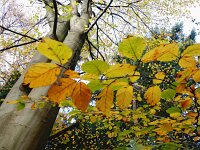 NL, Drenthe, De Wolden, Echten 3, Saxifraga-Hans Dekker