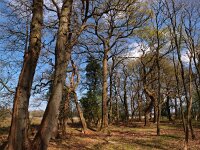 NL, Drenthe, Midden-Drenthe, Oosterholten 5, Saxifraga-Hans Dekker