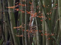 NL, Drenthe, Midden-Drenthe, Vossenberg 9, Saxifraga-Hans Dekker