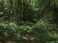 NL, Drenthe, Noordenveld, Lieveren 4 , Saxifraga-Hans Dekker
