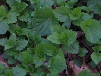 NL, Gelderland, Brummen, Cortenoever 121, Saxifraga-Hans Boll