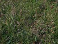 NL, Gelderland, Brummen, Cortenoever 122, Saxifraga-Hans Boll