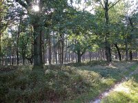 NL, Gelderland, Ede, Deelerwoud 4, Saxifraga-Bart Vastenhouw