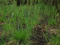 NL, Gelderland, Lochem, Stelkampsveld 27, Saxifraga-Hans Boll