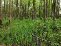 NL, Gelderland, Lochem, Stelkampsveld 30, Saxifraga-Hans Boll