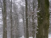 NL, Gelderland, Rheden, NP Veluwezoom 2, Saxifraga-Henk Sierdsema