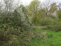 NL, Limburg, Echt-Susteren, Doort 129, Saxifraga-Hans Boll