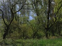 NL, Limburg, Echt-Susteren, Doort 150, Saxifraga-Hans Boll