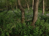 NL, Limburg, Echt-Susteren, Doort 18, Saxifraga-Hans Boll