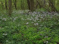 NL, Limburg, Echt-Susteren, Doort 36, Saxifraga-Hans Boll