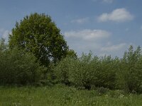 NL, Noord-Brabant, Altena, Pompveld 10, Saxifraga-Jan van der Straaten
