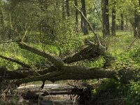 NL, Noord-Brabant, Baarle-Nassau, Halsche Beemden 143, Saxifraga-Willem van Kruijsbergen
