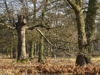NL, Noord-Brabant, Heeze-Leende, Valkenhorst 1, Saxifraga-Marijke Verhagen