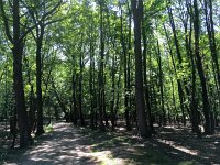NL, Noord-Holland, Bloemendaal, Amsterdamse Waterleidingduinen 4, Saxifraga-Bart Vastenhouw