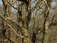 NL, Noord-Holland, Castricum, Noord-Hollands Duinreservaat, Duin en Bosch 4, Saxifraga-Jan van der Straaten