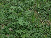 NL, Overijssel, Dinkelland, Achter de Voort 11, Saxifraga-Hans Boll