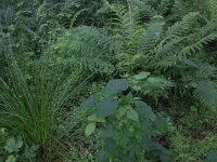 NL, Overijssel, Dinkelland, Agelerbroek 18, Saxifraga-Hans Boll