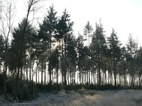 NL, Noord-Brabant, Heeze-Leende, Leenderbos 4, Saxifraga-Tom Heijnen