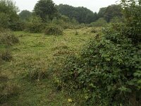 Open forest and forest fringe-Open bos en bosrand