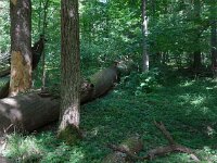 PL, Podlaskie, Bialowieza 26, Saxifraga-Hans Dekker