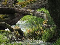 NL, Drenthe, Coevorden, Mepperhooilanden 16, Saxifraga-Hans Dekker