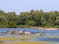 NL, Flevoland, Almere, Lepelaarsplassen 4, Saxifraga-Foto Fitis-Sytske Dijksen