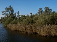 NL, Noord-Brabant, Altena, Biezengors benoorden Honderd en Dertig 2, Saxifraga-Jan van der Straaten