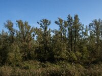 NL, Noord-Brabant, Altena, Doktershoek 2, Saxifraga-Jan van der Straaten