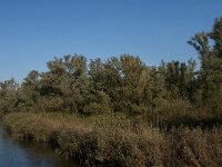 NL, Noord-Brabant, Altena, Doktershoek 4, Saxifraga-Jan van der Straaten