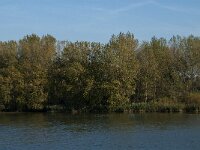 NL, Noord-Brabant, Altena, Petrusplaat 4, Saxifraga-Janvan der Straaten