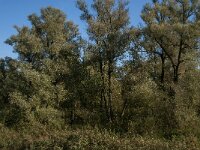 NL, Noord-Brabant, Drimmelen, Doktershoek 1, Saxifraga-Jan van der Straaten