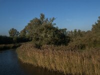 NL, Noord-Brabant, Drimmelen, Doktershoek 7, Saxifraga-Jan van der Straaten