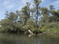 NL, Noord-Brabant, Drimmelen, Sloot Beneden Petrus 10, Saxifraga-Willem van Kruijsbergen