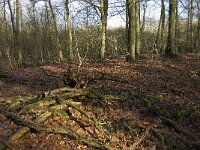 NL, Noord-Brabant, Eindhoven, De Bogten 6, Saxifraga-Jan van der Straaten