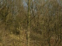 NL, Noord-Brabant, Oirschot, Heerenbeek 5, Saxifraga-Jan van der Straaten