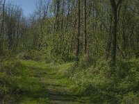 NL, Zuid-Holland, Dordrecht, De Elzen 3, Saxifraga-Marijke Verhagen