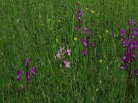 AL, Shkoder, Malsi e Madhe, Koplik 10, Saxifraga-Hans Boll