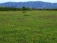 AL, Shkoder, Shkoder 103, Saxifraga-Hans Boll