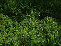 AL, Shkoder, Shkoder 13, Saxifraga-Hans Boll