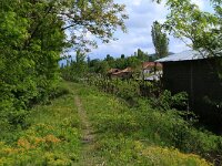 AL, Shkoder, Shkoder 16, Saxifraga-Hans Boll