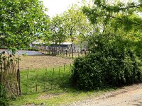 AL, Shkoder, Shkoder 19, Saxifraga-Hans Boll