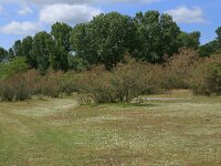 AL, Shkoder, Shkoder 20, Saxifraga-Hans Boll