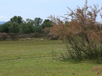 AL, Shkoder, Shkoder 24, Saxifraga-Hans Boll