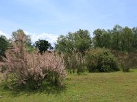 AL, Shkoder, Shkoder 28, Saxifraga-Hans Boll