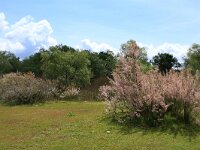 AL, Shkoder, Shkoder 29, Saxifraga-Hans Boll